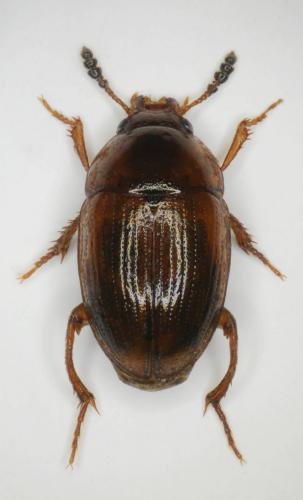 Réf. 265 686 : Leiodes sp.