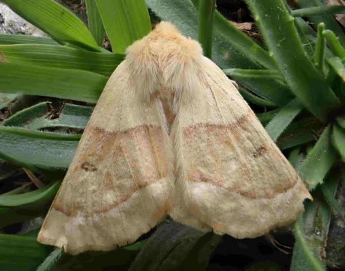 Réf. 265 167 : Crocallis elinguaria