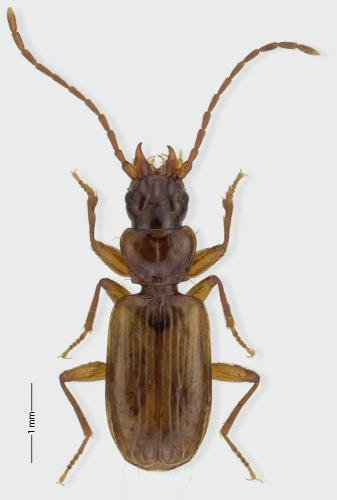 Thalassophilus longicornis
