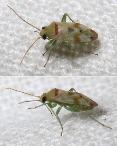 Réf. 265 177 : Tuponia sp.