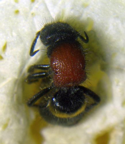 Mutilla europaea