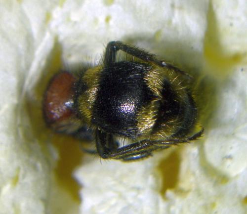 Réf. 265 185 : Mutilla europaea