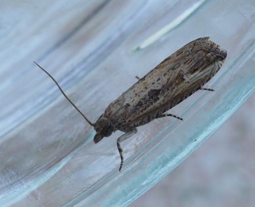 Bactra venosana