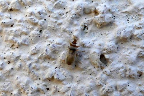 Oxycarenus pallens