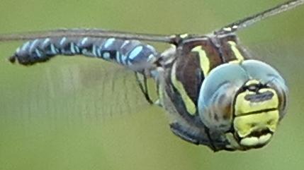 Réf. 265 465 : Aeshna juncea