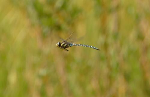 Aeshna juncea