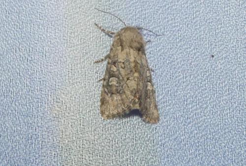 Réf. 265 489 : Luperina testacea