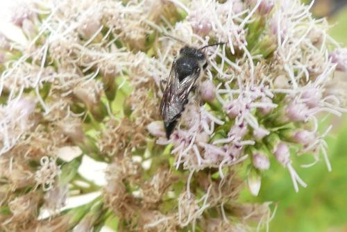 Réf. 265 203 : Coelioxys sp.