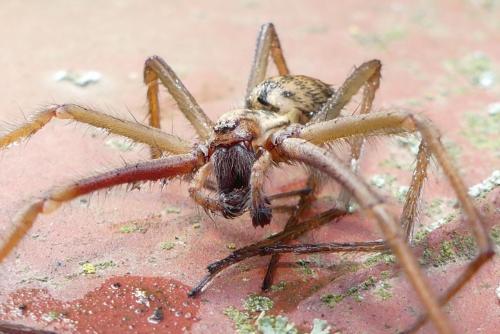Eratigena saeva