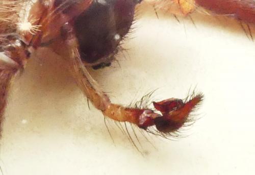 Eratigena saeva