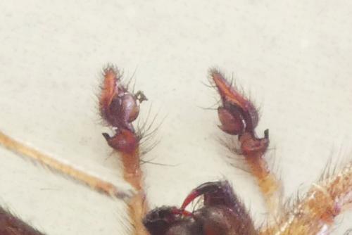 Eratigena saeva