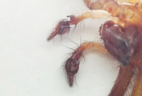 Eratigena saeva