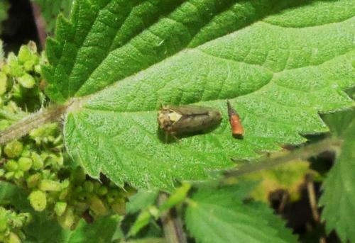 Réf. 265 517 : Macropsis scutellata