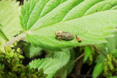 Réf. 265 516 : Macropsis scutellata