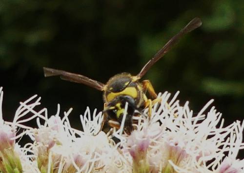 Eumenes papillarius