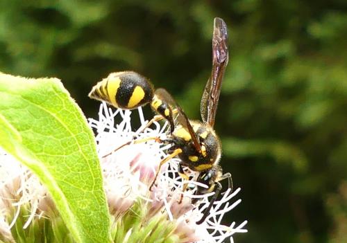 Réf. 265 866 : Eumenes papillarius