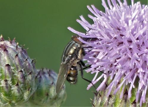Stomorhina lunata