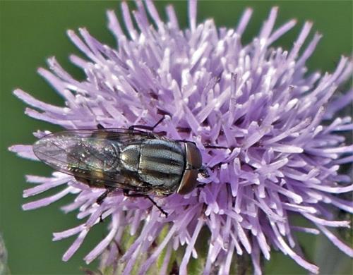 Stomorhina lunata