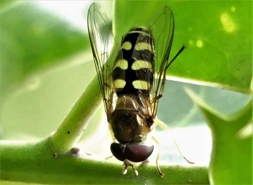 Réf. 265 211 : Lapposyrphus lapponicus