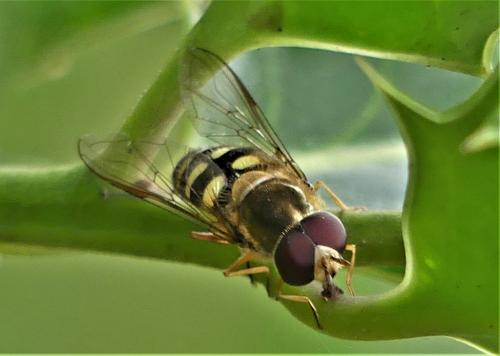 Réf. 265 212 : Lapposyrphus lapponicus