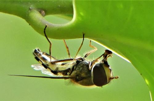 Réf. 265 213 : Lapposyrphus lapponicus