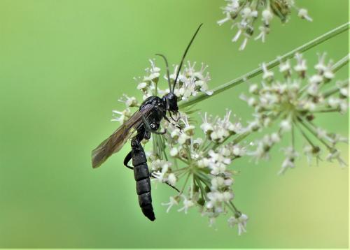 Coelichneumon sp.