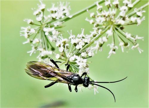 Réf. 265 236 : Coelichneumon sp.