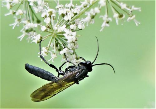 Réf. 265 237 : Coelichneumon sp.