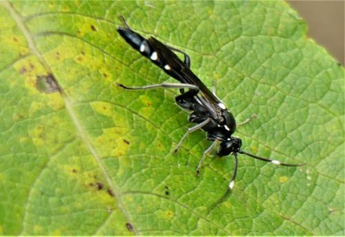 Réf. 265 280 : Coelichneumon cyaniventris