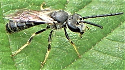 Lasioglossum sp.