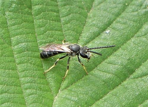 Lasioglossum sp.
