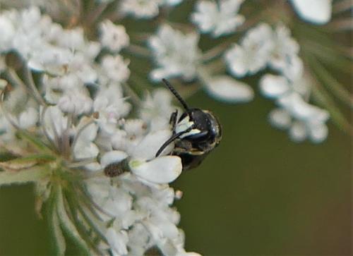 Réf. 265 812 : Hylaeus sp.