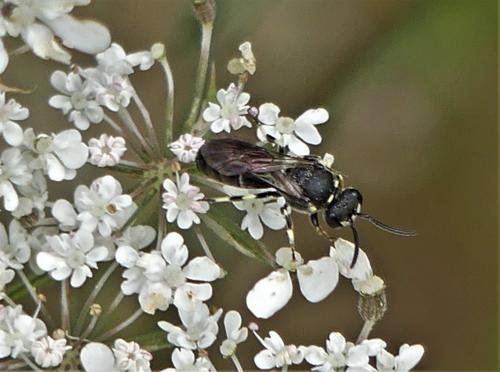 Hylaeus sp.