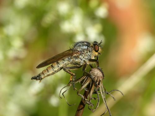 Eutolmus rufibarbis