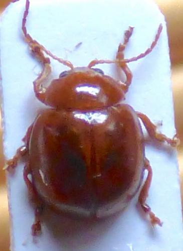 Réf. 265 418 : Argopus brevis