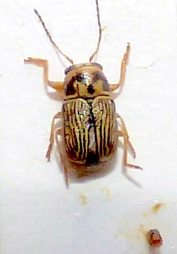 Pachybrachis rugifer