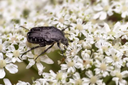 Oxythyrea funesta