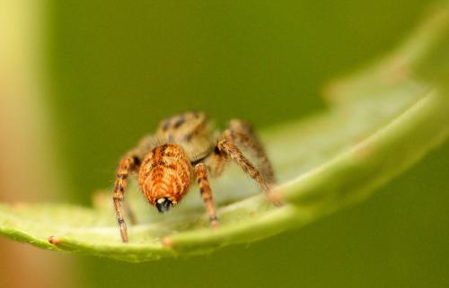Carrhotus xanthogramma