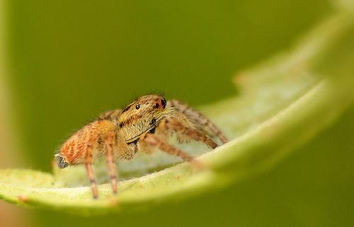 Carrhotus xanthogramma