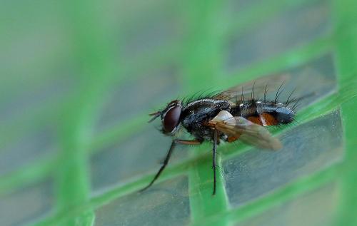 Réf. 265 534 : Mintho rufiventris