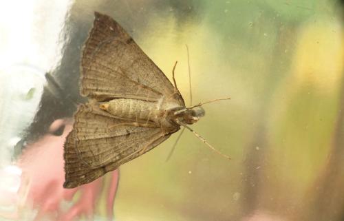 Réf. 265 888 : Hypena proboscidalis