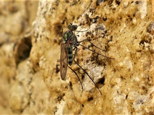 Réf. 265 123 : Liancalus sp.