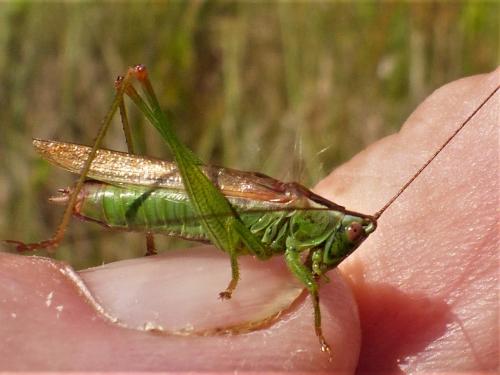Réf. 265 651 : Conocephalus fuscus