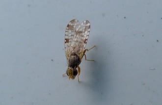 Réf. 265 971 : Dioxyna bidentis