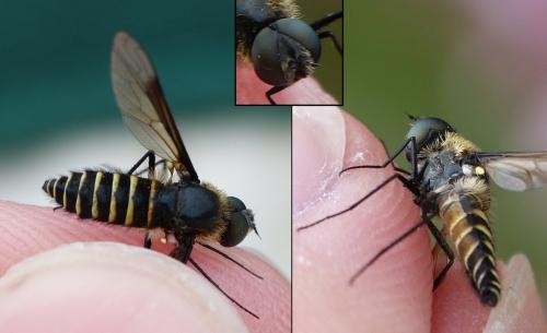 Lomatia sp.