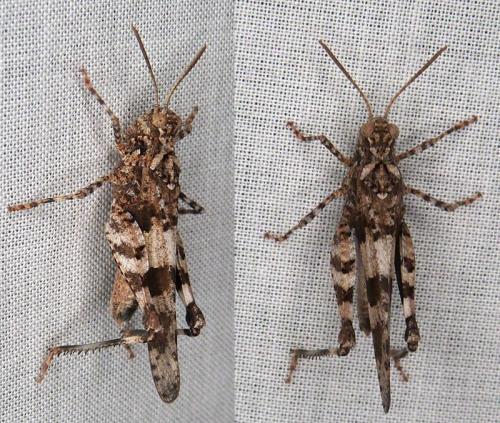 Réf. 265 291 : Oedipoda sp.