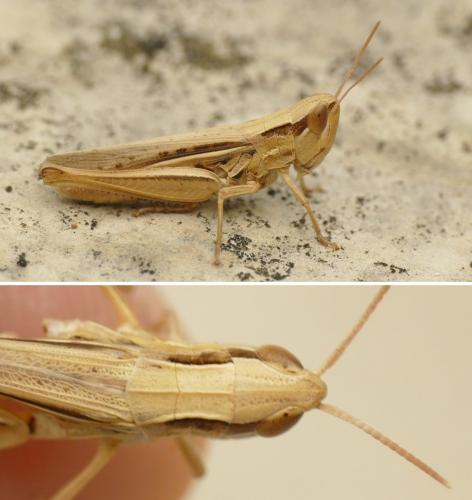 Euchorthippus elegantulus