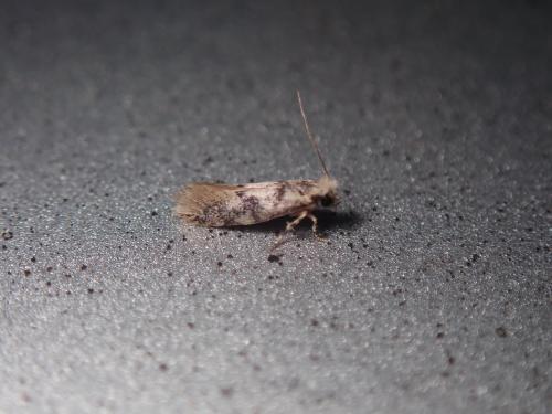 Infurcitinea sp.