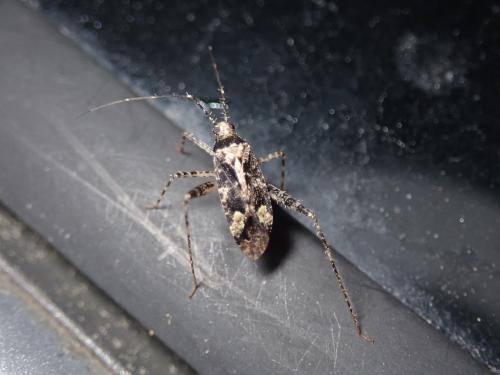 Réf. 265 852 : Phytocoris sp.
