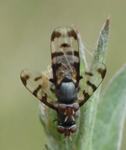 Herina sp.
